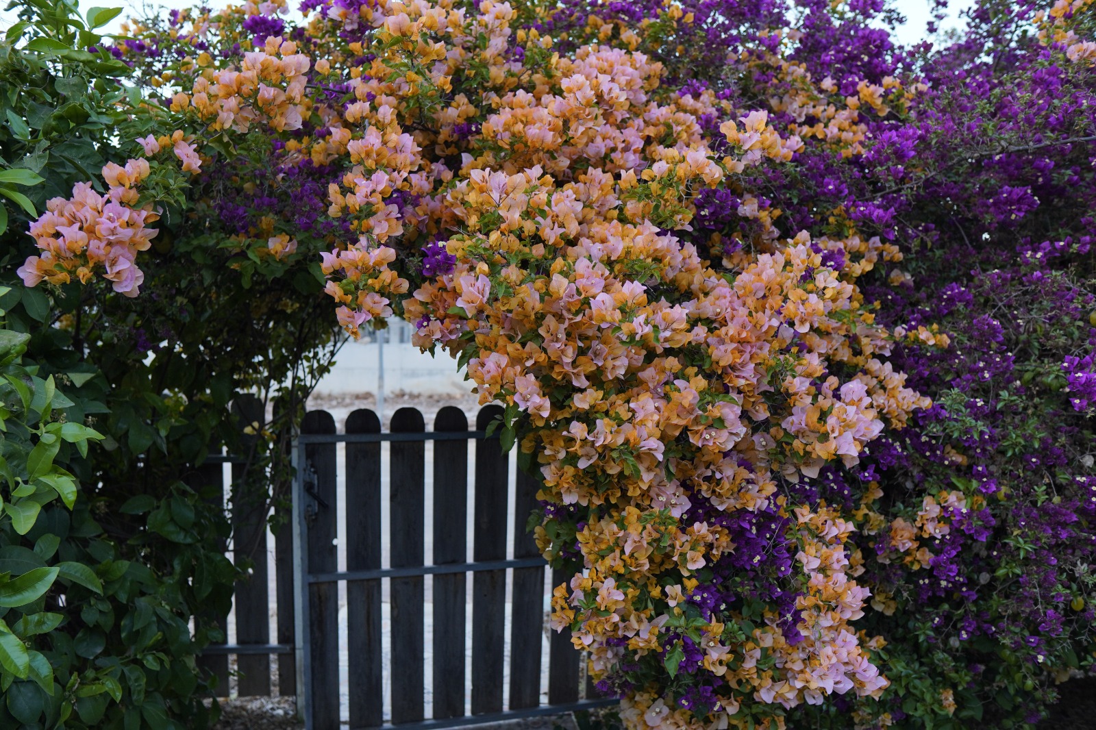 שדות התכלת 1