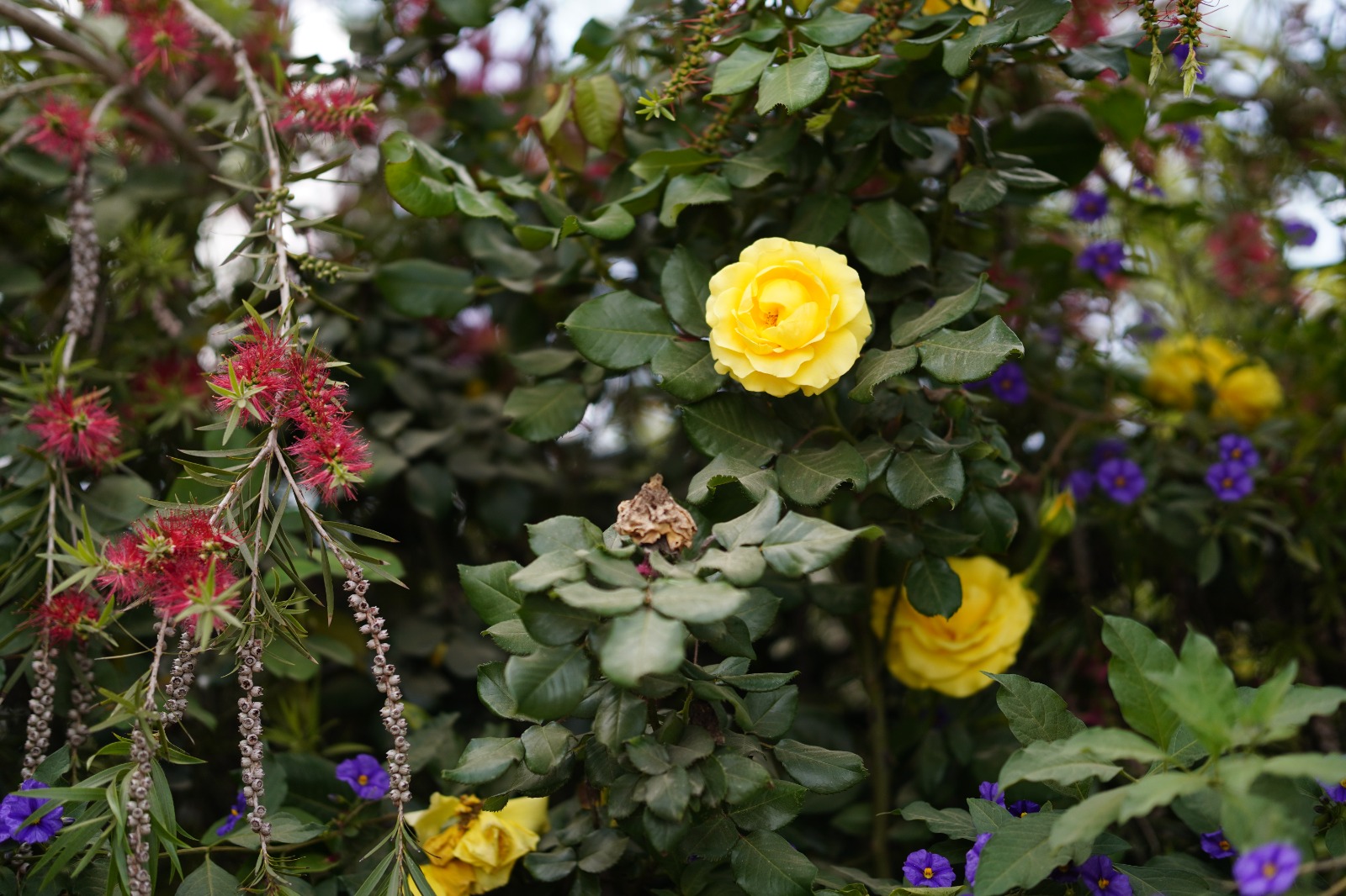 שדות התכלת 2