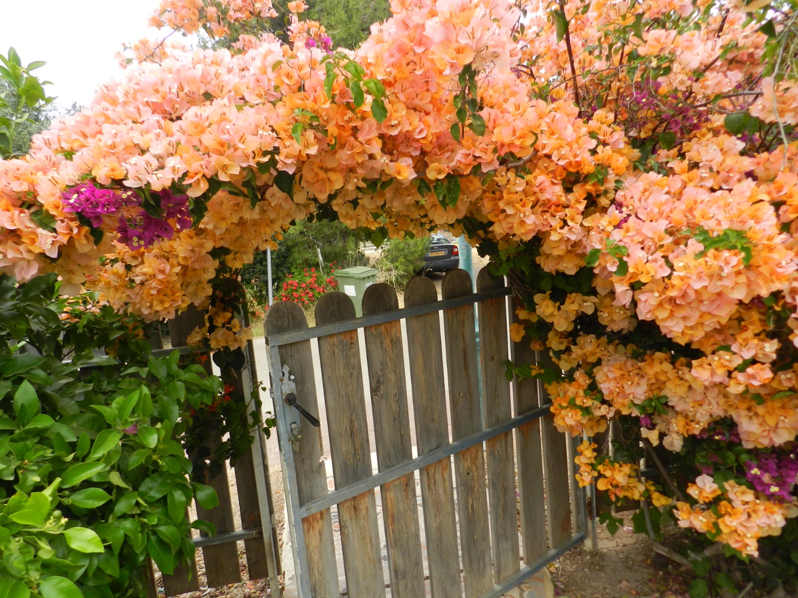 שדות התכלת 3