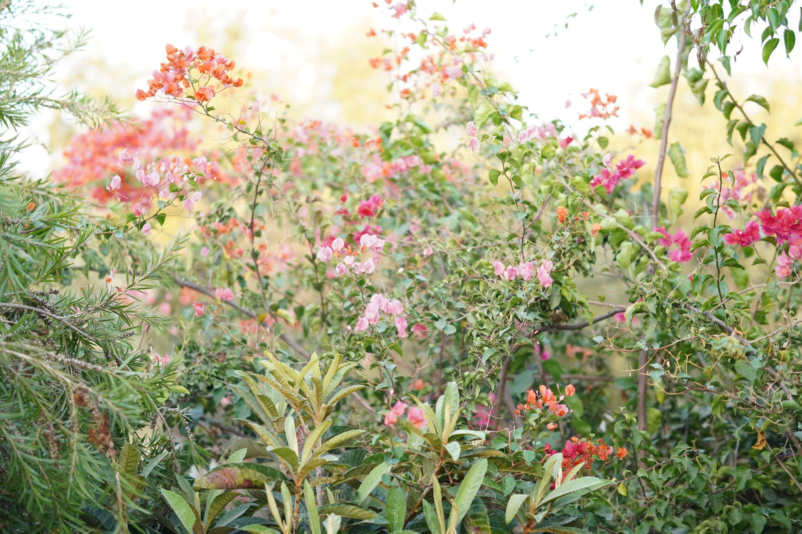 שדות התכלת 5