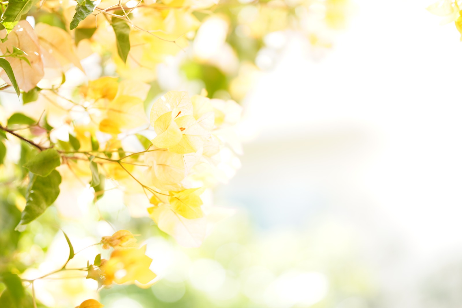 שדות התכלת 6