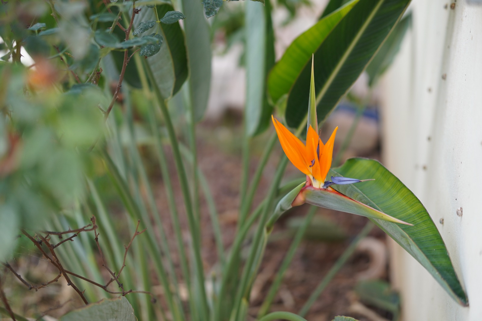 שדות התכלת 7