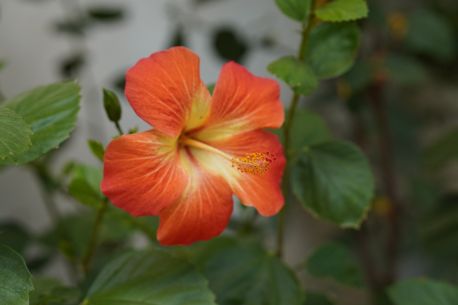 שדות התכלת 8