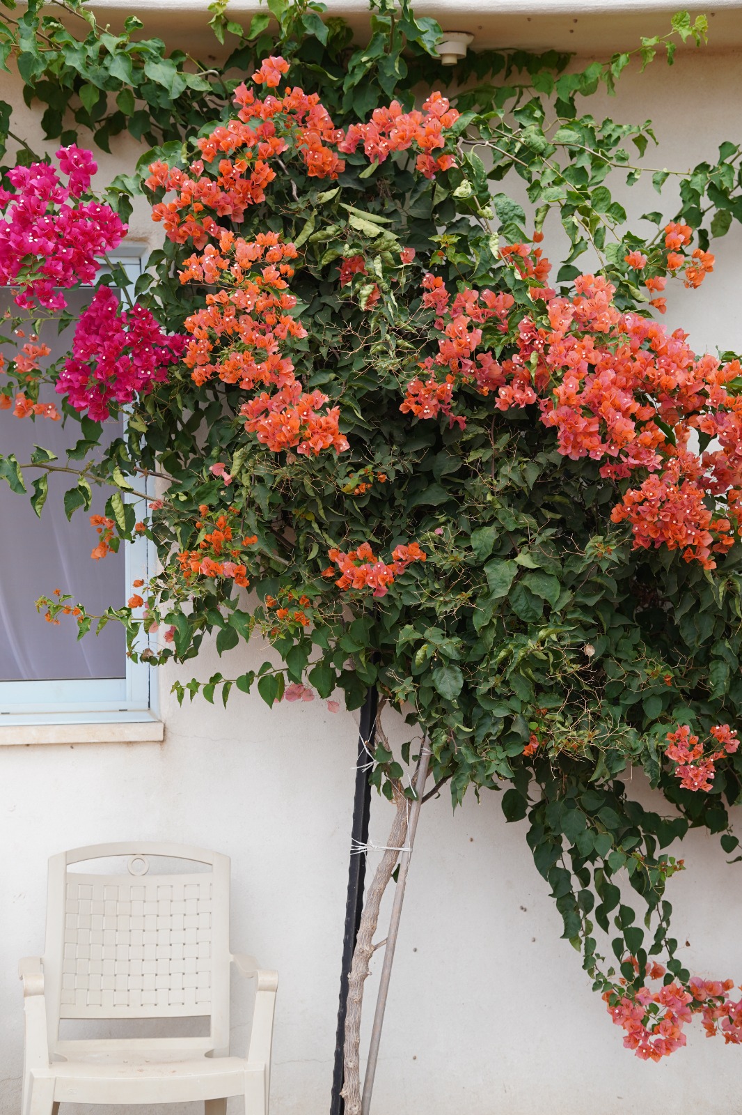 שדות התכלת 9