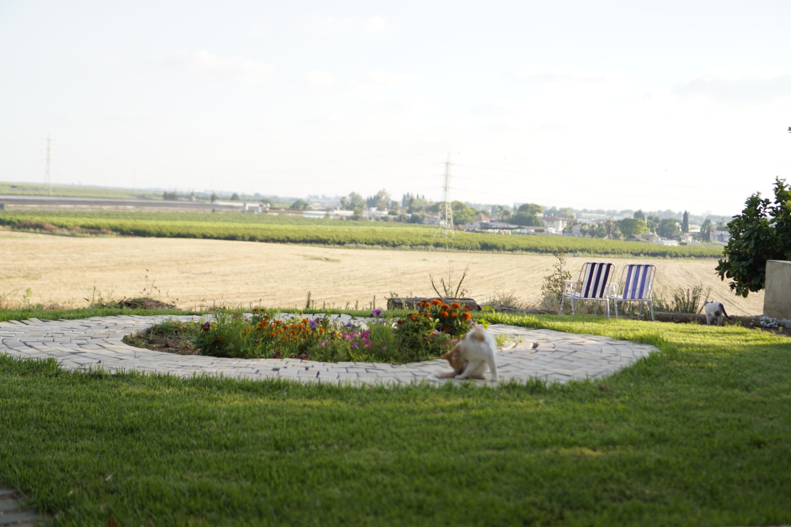 שדות התכלת 12